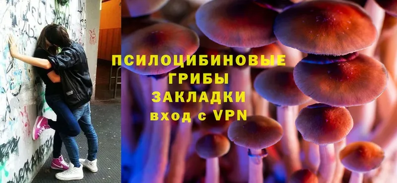 хочу   Видное  Галлюциногенные грибы Psilocybine cubensis 